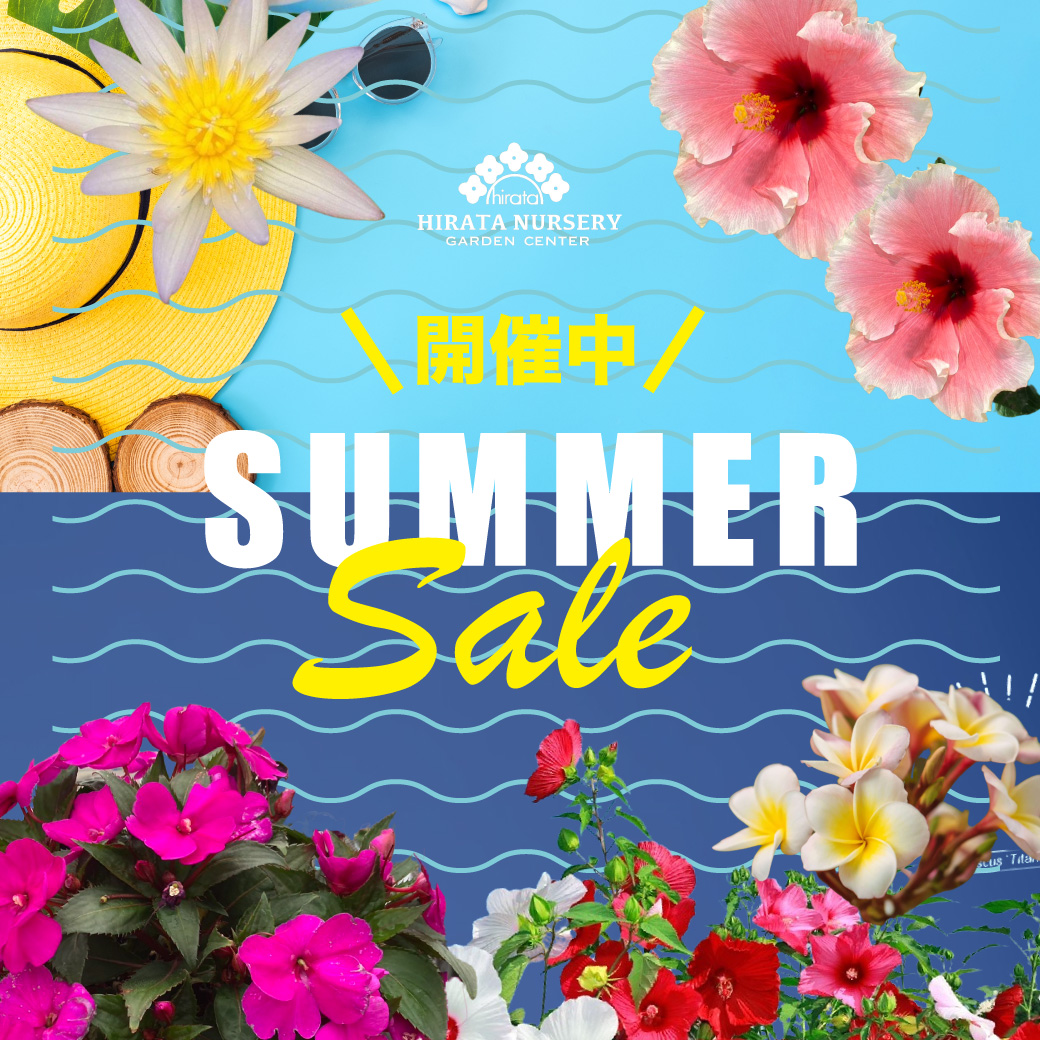 2025.8.22（金）夏の大感謝祭 サマーセール開催！！ | くらしに花、心